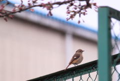 可愛いジョウビタキ