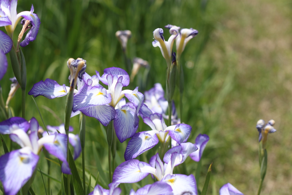 粋な花菖蒲　３
