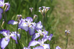 粋な花菖蒲　３