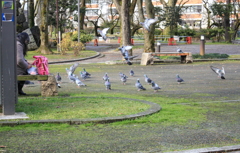 飛んで来た鳩たち