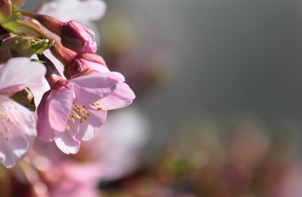 河津桜