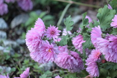 香りが漂う菊の花