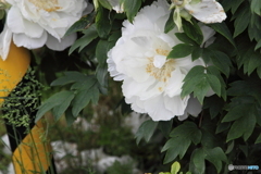 散歩道際の芍薬