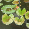 ルブラ　お花を咲かせませ～ん
