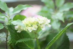 狭い木の合間に懸命に咲いてます　＾＾
