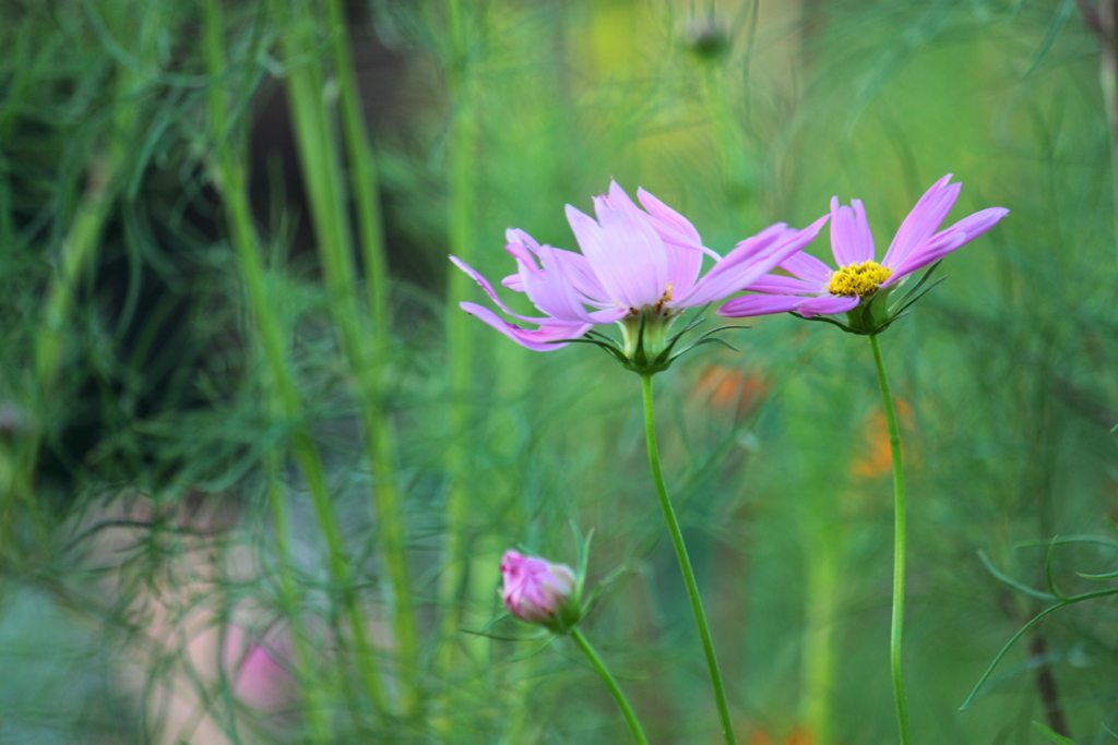 暑くても秋の風　心地よいのかコスモスの花・・花言葉・・乙女の真心とも