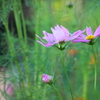 暑くても秋の風　心地よいのかコスモスの花・・花言葉・・乙女の真心とも