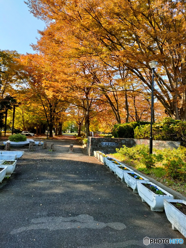 紅葉が進む公園