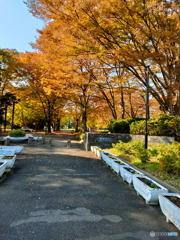 紅葉が進む公園