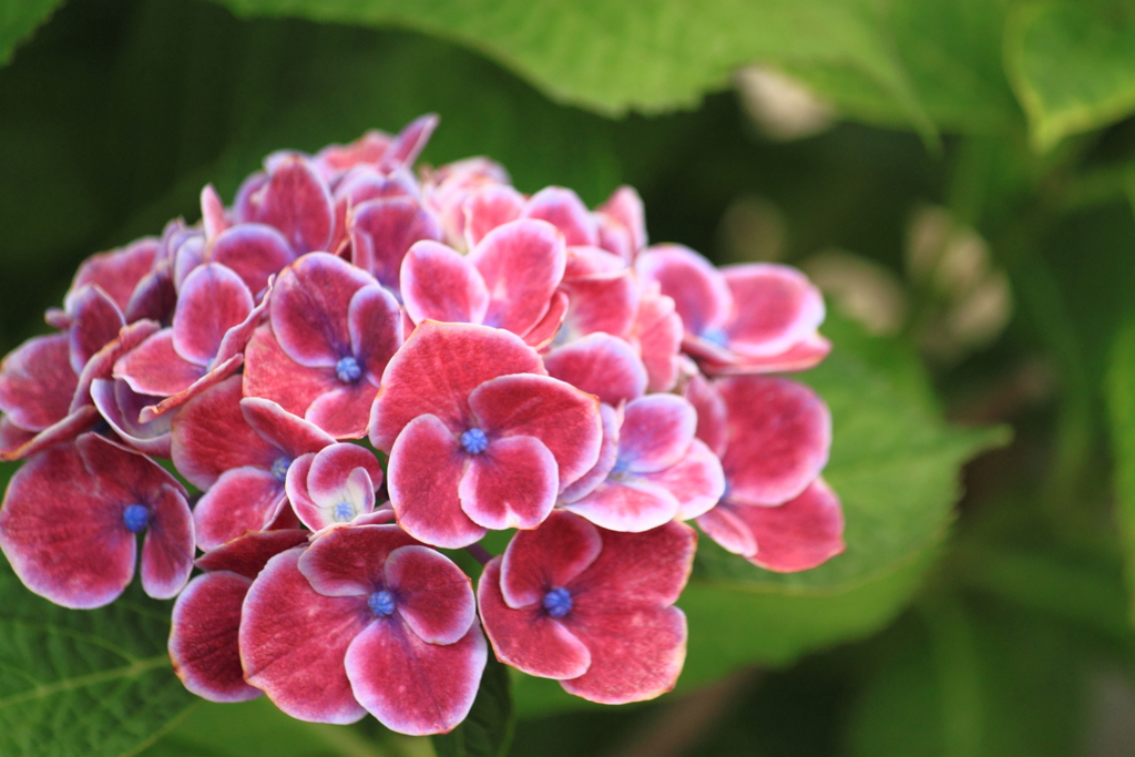 紫陽花・・チボリ