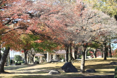 殺風景になりつつある・・公園