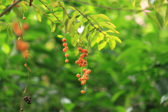 タイワンレンギョウ