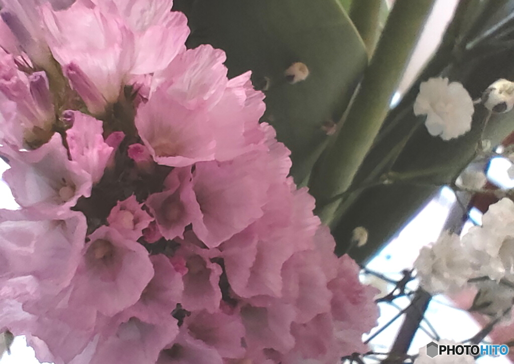元気をくれる花