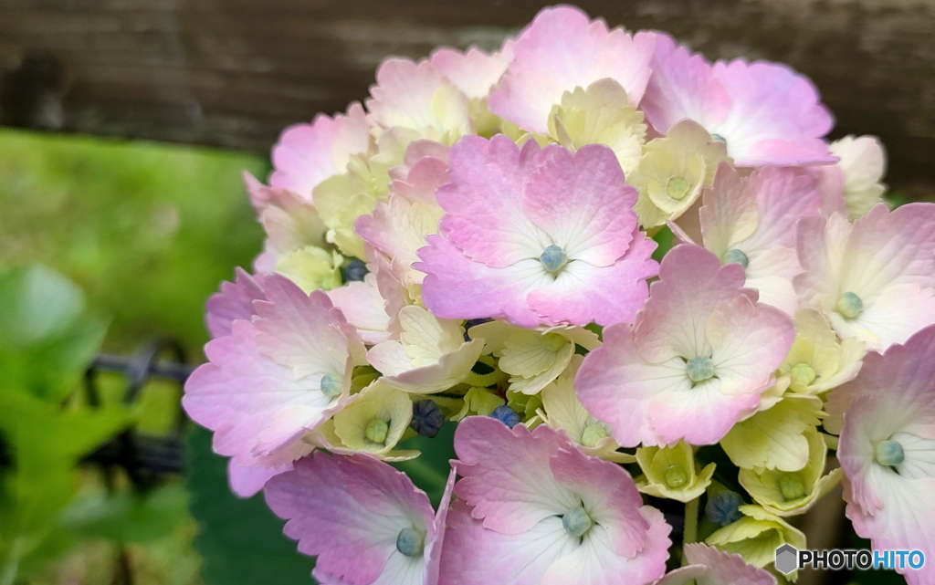 庭の隅にちょこっと咲いてた紫陽花
