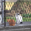 撮る人・・撮られるニャンコ・・どちらも気になる＾＾；