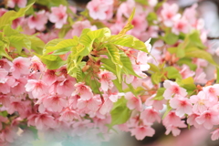 河津桜・・気持ちが華やぎましたよ・・ありがとう1