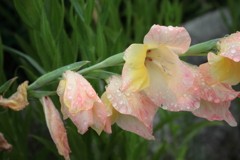 雨滴がいっぱい触りたくなるグラジオラス