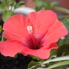 ハイビスカス