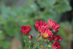 きれいな花よ～菊の華