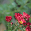 きれいな花よ～菊の華