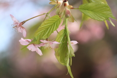 河津桜　1