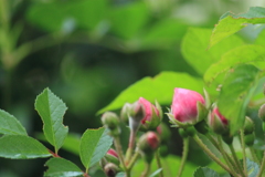 これからですよ～と薔薇　＾＾