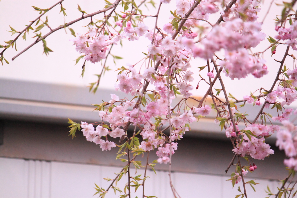 しだれ桜