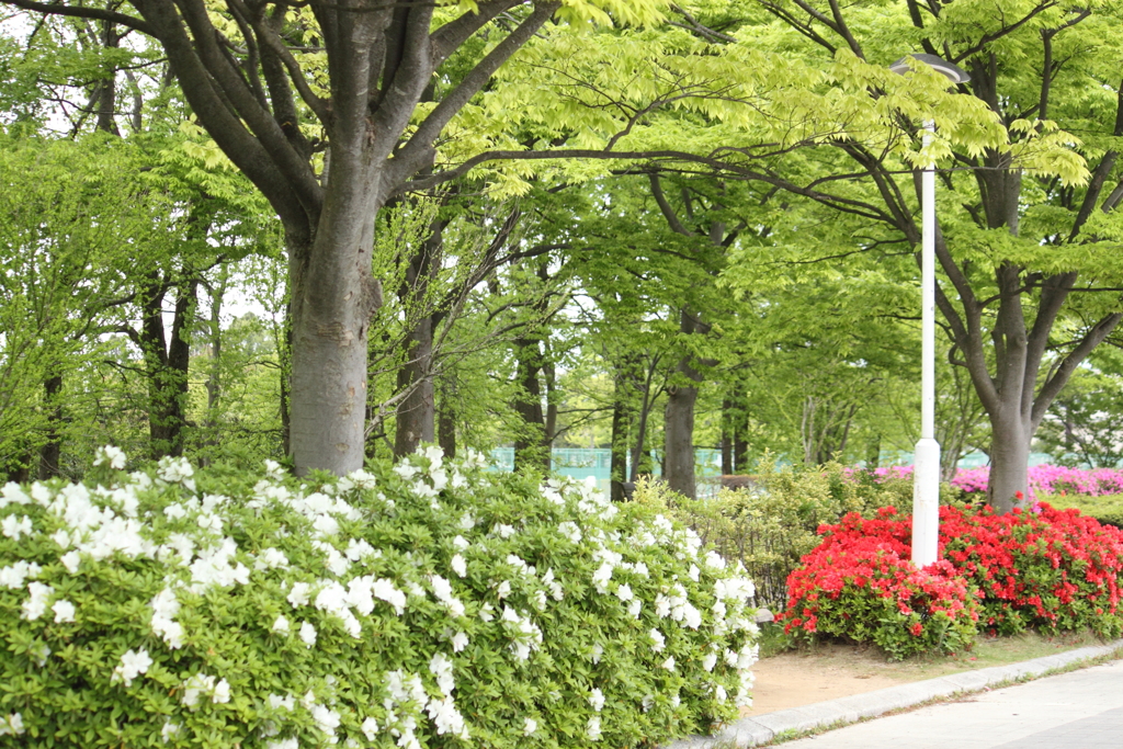 公園皐月模様２