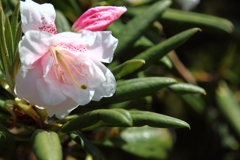 花の精がひょこっと出て来そうな石楠花