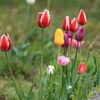 競い合うチューリップ・・わたしが一番きれい