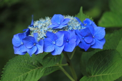 神秘を感じる紫陽花の青