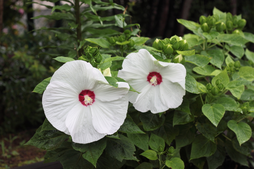 夫婦芙蓉