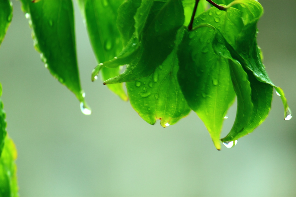雨粒