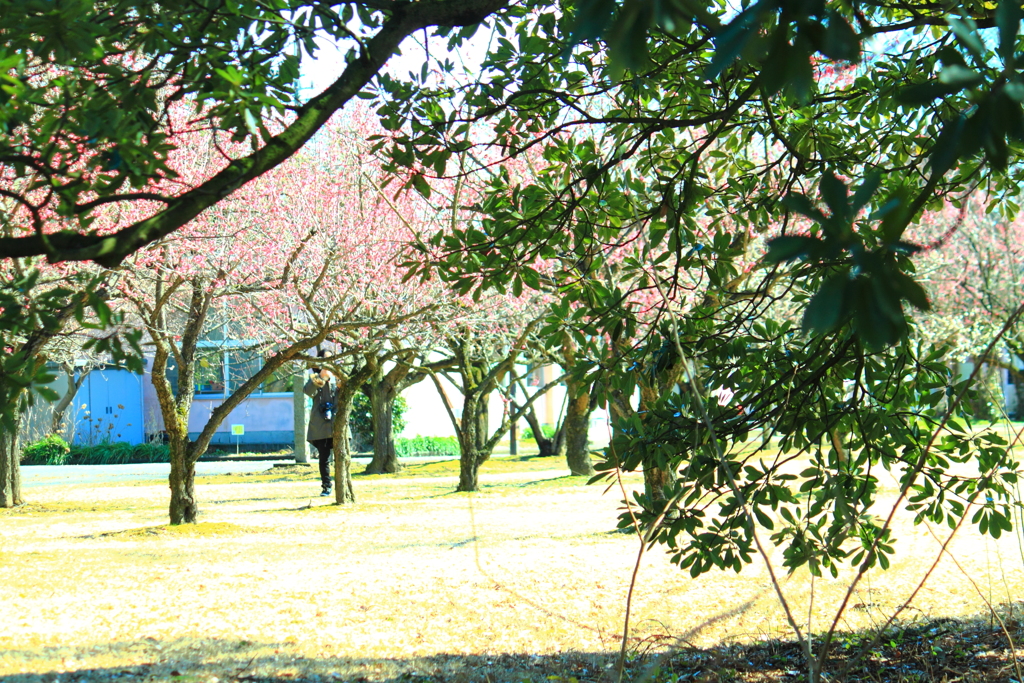 穏やかな梅の園