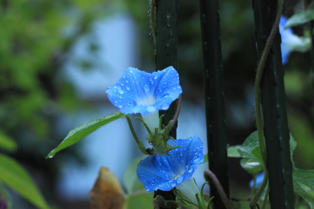 渇水で困ってる人々に恵みの雨