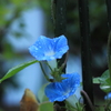 渇水で困ってる人々に恵みの雨