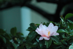 優雅なピンク山茶花
