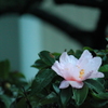 優雅なピンク山茶花