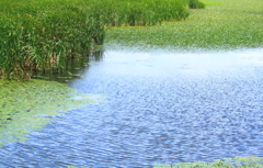 波打つ潟に水生植物がびっしり