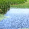 波打つ潟に水生植物がびっしり