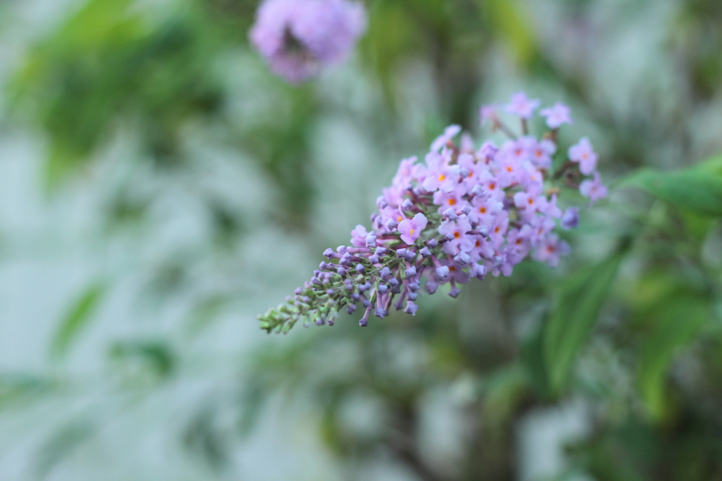 かわいいお花の塊