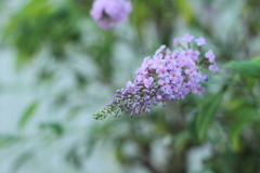 かわいいお花の塊