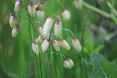 ざわつく小判草