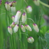 ざわつく小判草