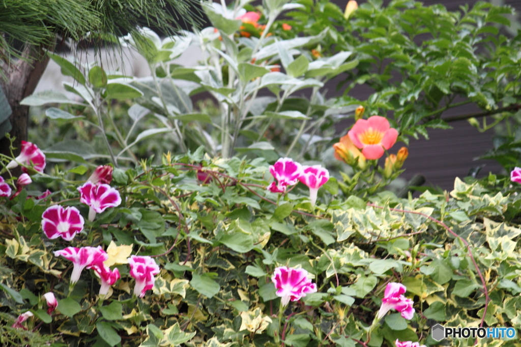 通りすがりの花模様