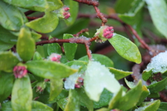 またもや雪・・沈丁花も困り果て