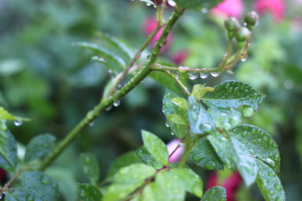 雨後の雫たち　４