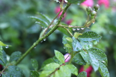 雨後の雫たち　４