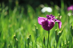 花菖蒲