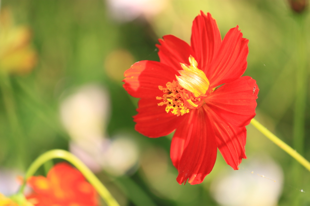 野性的な美しさ・・花言葉にあり